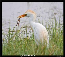 cattle egret by Ahmet Yay 